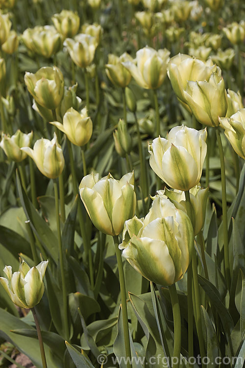 Tulipa 'Spring Green', a Viridiflora (<i>Category 8) hybrid raised by Liefting and introduced in 1969. Its flower stems can be over 50cm tall Order: Liliales, Family: Liliaceae