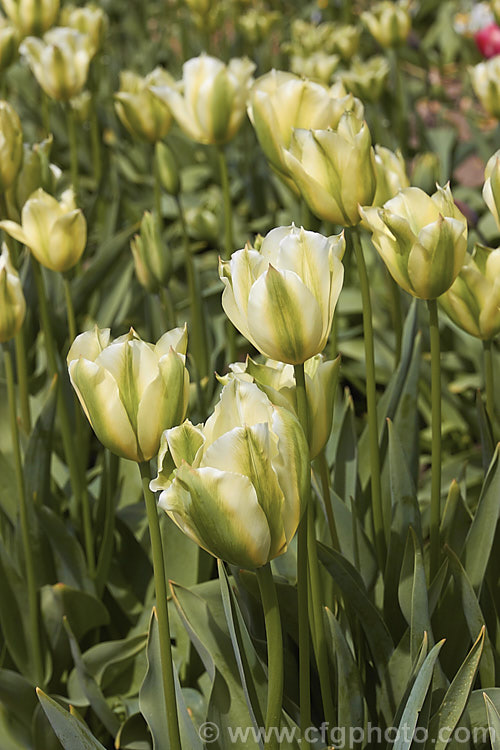 Tulipa 'Spring Green', a Viridiflora (<i>Category 8) hybrid raised by Liefting and introduced in 1969. Its flower stems can be over 50cm tall Order: Liliales, Family: Liliaceae