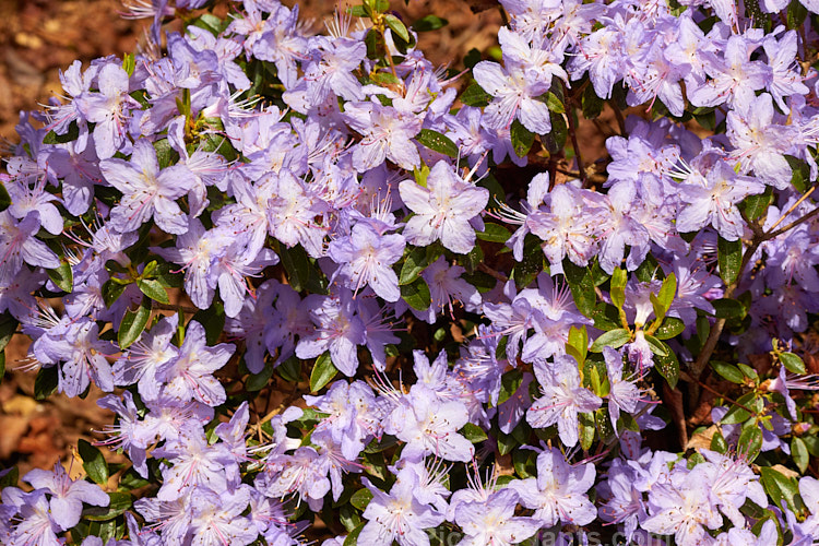 <i>Rhododendron augustinii</i>, a medium-sized shrub or small tree native to southern China and Tibet. It occurs in a wide range of plant sizes and flower colour shades. It was widely used in early hybrids to introduce blue tones. Order: Ericales, Family: Ericaceae
