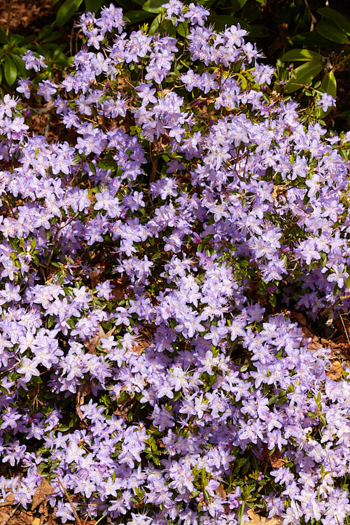 <i>Rhododendron augustinii</i>, a medium-sized shrub or small tree native to southern China and Tibet. It occurs in a wide range of plant sizes and flower colour shades. It was widely used in early hybrids to introduce blue tones. Order: Ericales, Family: Ericaceae