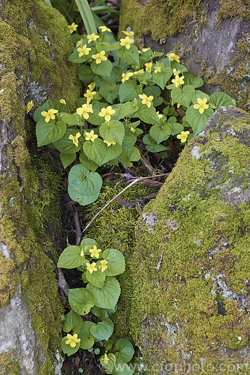 Smooth. Yellow Violet (<i>Viola pubescens var. eriocarpa</i>),a spring-flowering woodland perennial native to eastern North America. The species has finely downy foliage and is known as the Downy. Yellow Violet, but var. eriocarpa has only minute hairs on the foliage. viola-2165htm'>Viola. <a href='violaceae-plant-family-photoshtml'>Violaceae</a>.