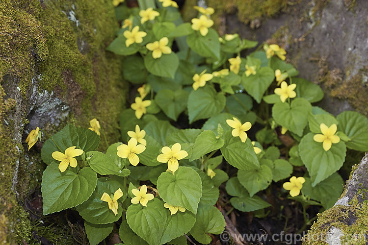 Smooth. Yellow Violet (<i>Viola pubescens var. eriocarpa</i>),a spring-flowering woodland perennial native to eastern North America. The species has finely downy foliage and is known as the Downy. Yellow Violet, but var. eriocarpa has only minute hairs on the foliage. viola-2165htm'>Viola. <a href='violaceae-plant-family-photoshtml'>Violaceae</a>.