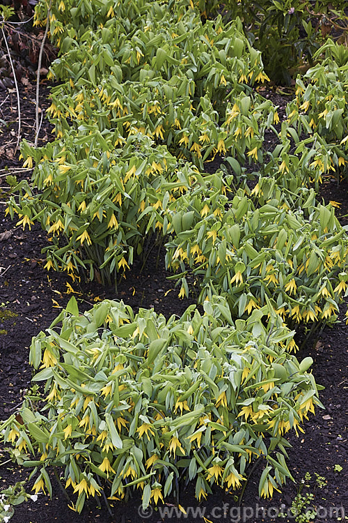 Bellwort (<i>Uvularia grandiflora</i>), a spring-blooming woodland perennial found from Quebec, Canada to Georgia, USA The flower stems are up to 75cm high, though lower at the flowering stage. uvularia-2752htm'>Uvularia. <a href='colchicaceae-plant-family-photoshtml'>Colchicaceae</a>.