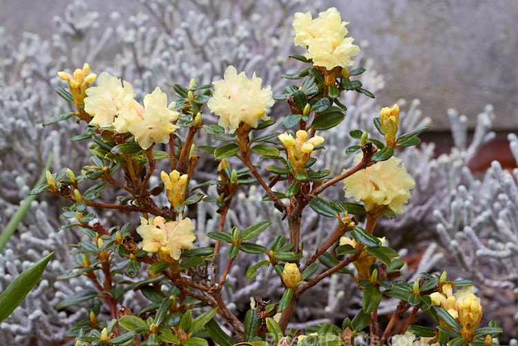 <i>Rhododendron hypenanthum</i>, a small alpine rhododendron species native to the northwestern Himalayas, where it occurs at elevations of 3,500-5,500m. It grows to around 45cm high wide, is very hardy and is a superb rockery plant. Order: Ericales, Family: Ericaceae