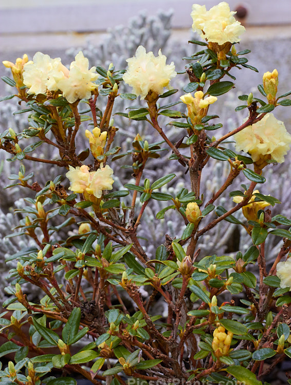 <i>Rhododendron hypenanthum</i>, a small alpine rhododendron species native to the northwestern Himalayas, where it occurs at elevations of 3,500-5,500m. It grows to around 45cm high wide, is very hardy and is a superb rockery plant. Order: Ericales, Family: Ericaceae