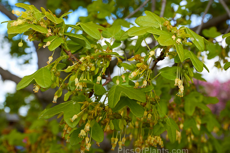 Young foliage, flowers and immature samara of the Montpellier maple (<i>Acer monspessulanum</i>), a 12m tall deciduous tree found from southeast Europe to western Asia, with small 3-lobed leaves. It is allied to the Field Maple (<i>Acer campestre</i>) but quite easily distinguished by its shallower, rounded leaf lobes. The autumn foliage often tends to be just a dull yellow, but it good years the tree can develop brilliant gold, orange and red tones. The small red samara (sycamores</i>) are attractive. Order Sapindales, Family: Sapindaceae