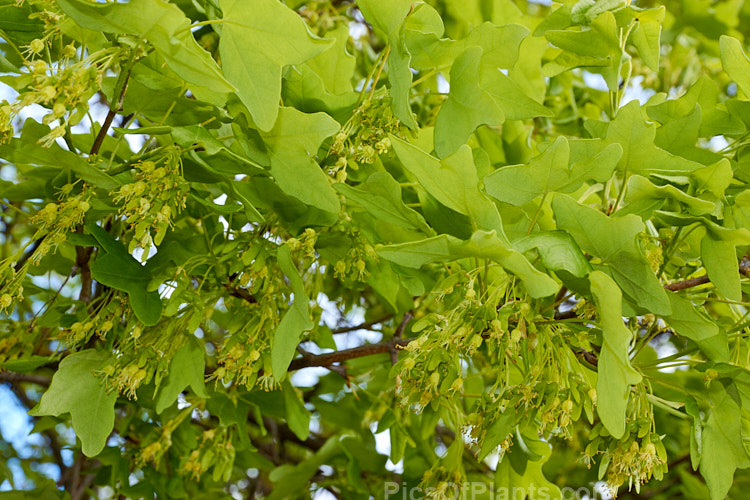 Young foliage, flowers and immature samara of the Montpellier maple (<i>Acer monspessulanum</i>), a 12m tall deciduous tree found from southeast Europe to western Asia, with small 3-lobed leaves. It is allied to the Field Maple (<i>Acer campestre</i>) but quite easily distinguished by its shallower, rounded leaf lobes. The autumn foliage often tends to be just a dull yellow, but it good years the tree can develop brilliant gold, orange and red tones. The small red samara (sycamores</i>) are attractive. Order Sapindales, Family: Sapindaceae