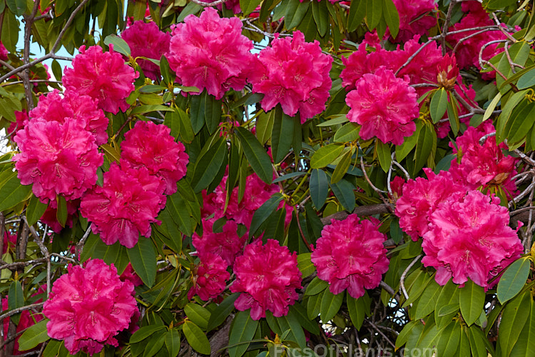 <i>Rhododendron</i> 'Unknown Warrior' ('Queen Wilhelmina' x 'Stanley Davies'), a vigorous 4-5m high shrub raised by C.B. van Nes of Holland before 1922. It flowers mid-season and with age it will eventually become tree-like Order: Ericales, Family: Ericaceae