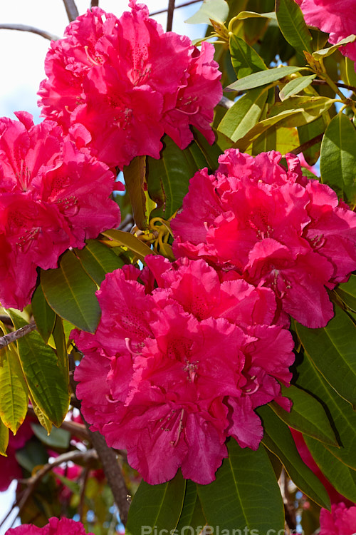 <i>Rhododendron</i> 'Unknown Warrior' ('Queen Wilhelmina' x 'Stanley Davies'), a vigorous 4-5m high shrub raised by C.B. van Nes of Holland before 1922. It flowers mid-season and with age it will eventually become tree-like Order: Ericales, Family: Ericaceae