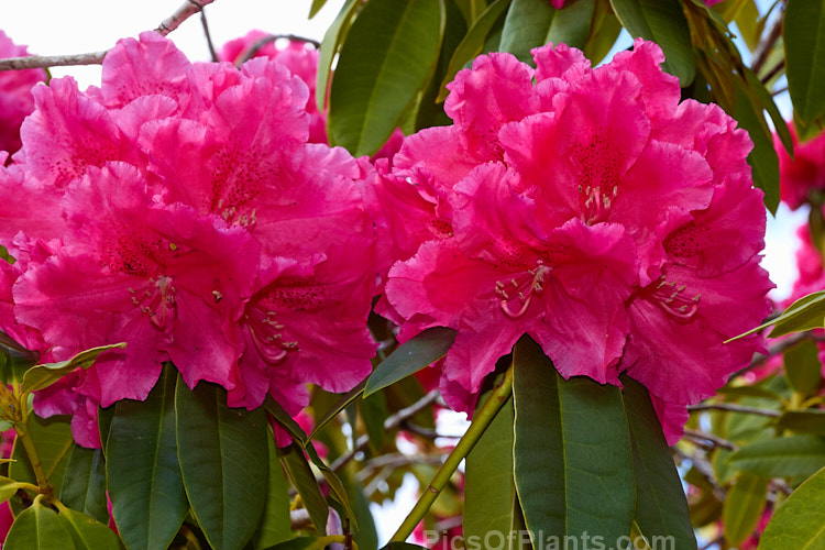 <i>Rhododendron</i> 'Unknown Warrior' ('Queen Wilhelmina' x 'Stanley Davies'), a vigorous 4-5m high shrub raised by C.B. van Nes of Holland before 1922. It flowers mid-season and with age it will eventually become tree-like Order: Ericales, Family: Ericaceae