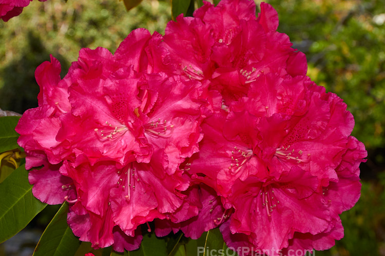 <i>Rhododendron</i> 'Unknown Warrior' ('Queen Wilhelmina' x 'Stanley Davies'), a vigorous 4-5m high shrub raised by C.B. van Nes of Holland before 1922. It flowers mid-season and with age it will eventually become tree-like Order: Ericales, Family: Ericaceae