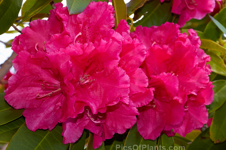 <i>Rhododendron</i> 'Unknown Warrior' ('Queen Wilhelmina' x 'Stanley Davies'), a vigorous 4-5m high shrub raised by C.B. van Nes of Holland before 1922. It flowers mid-season and with age it will eventually become tree-like Order: Ericales, Family: Ericaceae