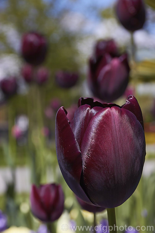 Tulipa 'Black Diamond' (<i>Category 5 x Single. Late</i>), a very dark blackish-purple flowered hybrid with flower stems up to 70cm tall, raised by Rijnveld and Sons of the Netherlands and introduced in 1962. The blooms are mildly scented. Order: Liliales, Family: Liliaceae