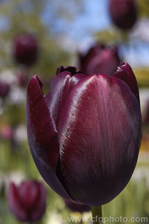 Tulipa 'Black Diamond' (<i>Category 5 x Single. Late</i>), a very dark blackish-purple flowered hybrid with flower stems up to 70cm tall, raised by Rijnveld and Sons of the Netherlands and introduced in 1962. The blooms are mildly scented. Order: Liliales, Family: Liliaceae