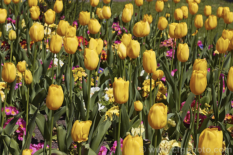 Tulipa 'Lily. Schreyer' (<i>Category 5 x Single. Late</i>), a vigorous, strongly coloured tulip that grows to 50cm tall Named after the wife of a former. Governor. General of Canada Order: Liliales, Family: Liliaceae