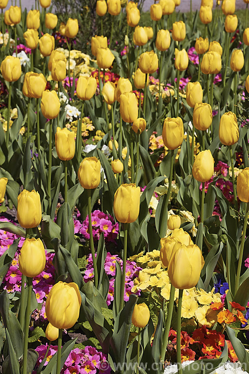 Tulipa 'Lily. Schreyer' (<i>Category 5 x Single. Late</i>), a vigorous, strongly coloured tulip that grows to 50cm tall Named after the wife of a former. Governor. General of Canada Order: Liliales, Family: Liliaceae