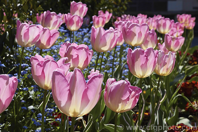 Tulipa 'New Design' (<i>Category 3 x Triumph Hybrid</i>), a sport of 'Dutch. Princess' introduced in 1974. The flower stems are 40-50cm tall It is one of the few tulips with variegated foliage, the edges of the blue-green leaves having a thin cream band. Order: Liliales, Family: Liliaceae
