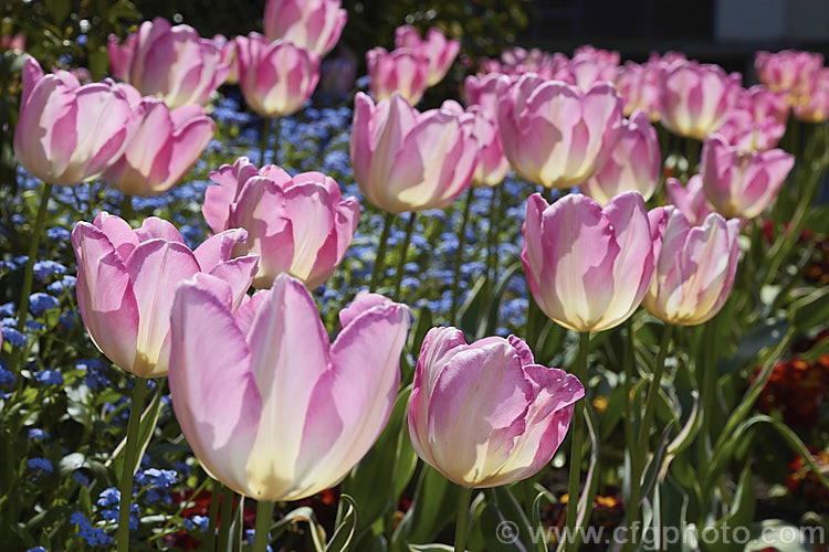 Tulipa 'New Design' (<i>Category 3 x Triumph Hybrid</i>), a sport of 'Dutch. Princess' introduced in 1974. The flower stems are 40-50cm tall It is one of the few tulips with variegated foliage, the edges of the blue-green leaves having a thin cream band. Order: Liliales, Family: Liliaceae