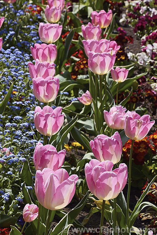 Tulipa 'New Design' (<i>Category 3 x Triumph Hybrid</i>), a sport of 'Dutch. Princess' introduced in 1974. The flower stems are 40-50cm tall It is one of the few tulips with variegated foliage, the edges of the blue-green leaves having a thin cream band. Order: Liliales, Family: Liliaceae