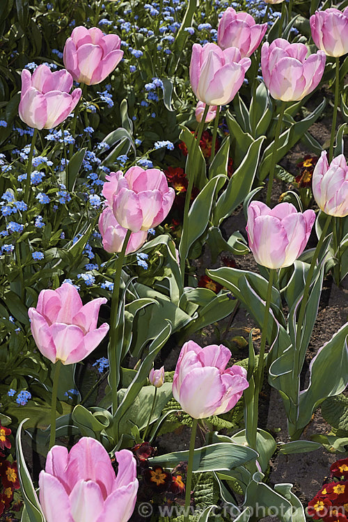 Tulipa 'New Design' (<i>Category 3 x Triumph Hybrid</i>), a sport of 'Dutch. Princess' introduced in 1974. The flower stems are 40-50cm tall It is one of the few tulips with variegated foliage, the edges of the blue-green leaves having a thin cream band. Order: Liliales, Family: Liliaceae