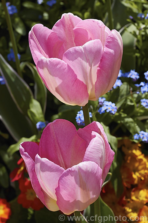 Tulipa 'New Design' (<i>Category 3 x Triumph Hybrid</i>), a sport of 'Dutch. Princess' introduced in 1974. The flower stems are 40-50cm tall It is one of the few tulips with variegated foliage, the edges of the blue-green leaves having a thin cream band. Order: Liliales, Family: Liliaceae