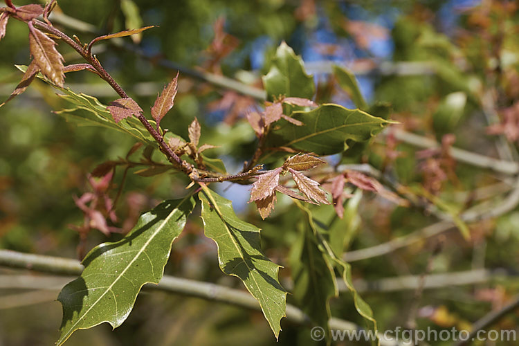 The young spring foliage of Quercus acutifolia, an evergreen oak tree native to Mexico, Guatemala, Belize and Honduras where it occurs in mountainous areas at moderate elevations, around 1250-3000m. It can grow to 30m tall and there are several natural varieties. It also hybridises naturally with closely related species, such as Quercus mexicana