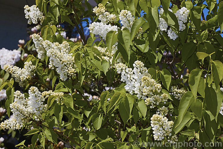 Syringa vulgaris 'Alba', a white, single-flowered cultivar sometimes known as 