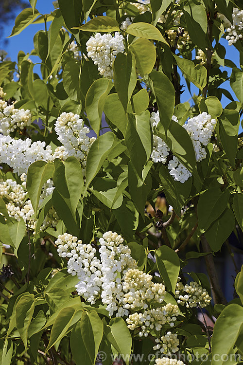 Syringa vulgaris 'Alba', a white, single-flowered cultivar sometimes known as 
