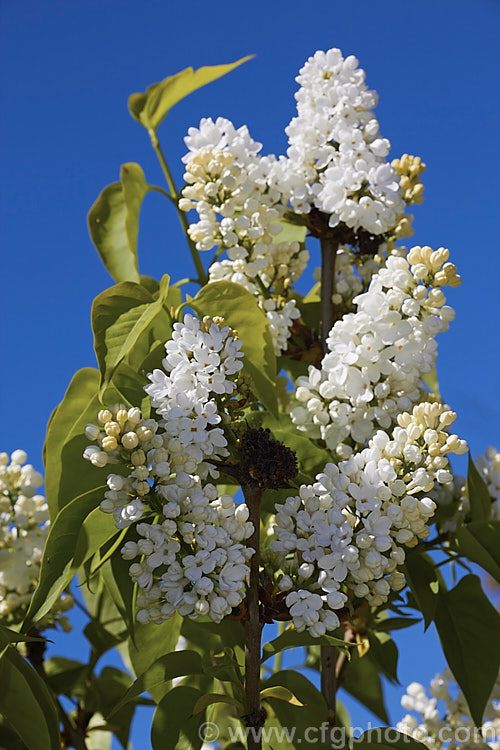 Syringa vulgaris 'Alba', a white, single-flowered cultivar sometimes known as 