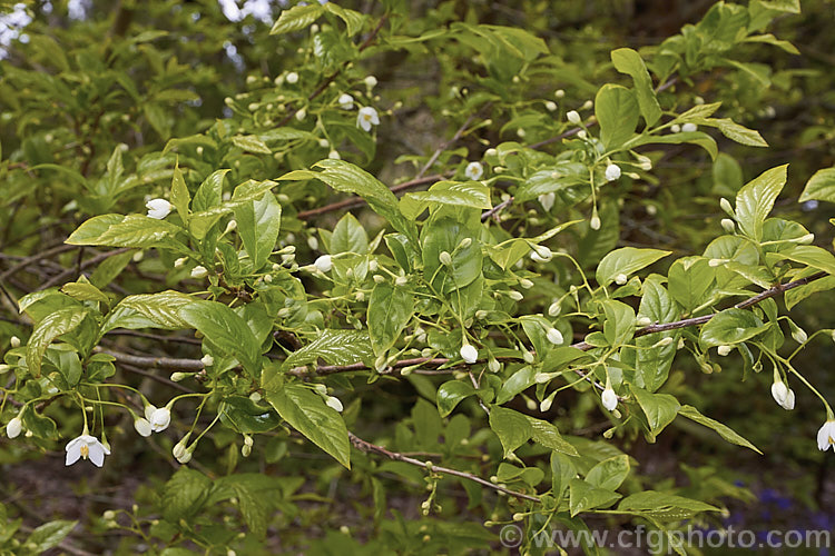 Sinojackia xylocarpa, a spring-flowering, small deciduous tree up to 7m tall It is native to Jiangsu. Province in eastern China, where it occurs at elevations up to 800m. The pendulous clusters of small, delicate, six-petalled white flowers are followed by distinctively capped, brown seed capsules that can be conspicuous if abundant. sinojackia-3312htm'>Sinojackia. <a href='styracaceae-plant-family-photoshtml'>Styracaceae</a>.