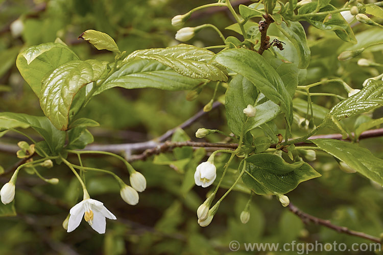Sinojackia xylocarpa, a spring-flowering, small deciduous tree up to 7m tall It is native to Jiangsu. Province in eastern China, where it occurs at elevations up to 800m. The pendulous clusters of small, delicate, six-petalled white flowers are followed by distinctively capped, brown seed capsules that can be conspicuous if abundant. sinojackia-3312htm'>Sinojackia. <a href='styracaceae-plant-family-photoshtml'>Styracaceae</a>.