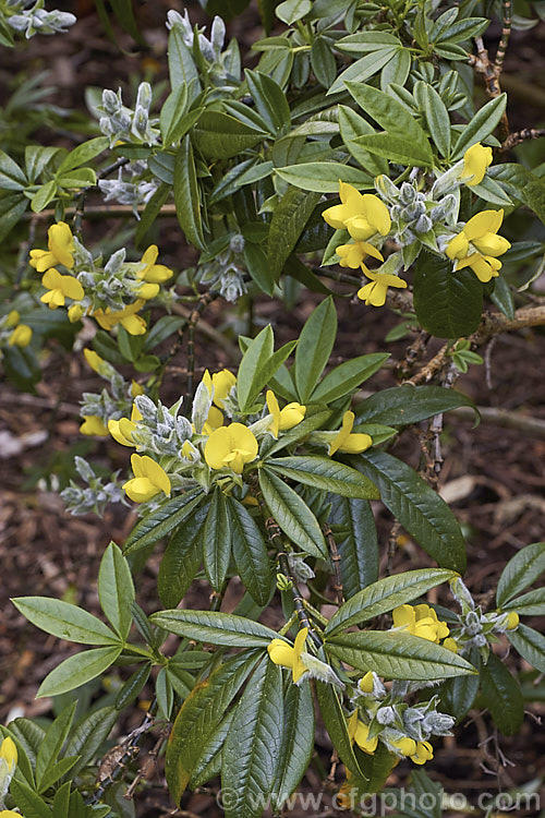 Piptanthus nepalensis (syn. Piptanthus laburnifolius</i>), a spring- to summer-flowering evergreen shrub or small tree native to the Himalayas. It grows to around 4m tall. The flowers are followed by conspicuous pea-like seedpods. piptanthus-2913htm'>Piptanthus.