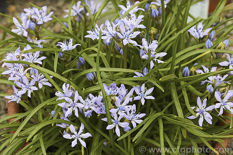 Scilla verna, a small spring-flowering bulb native to the mountains and subalpine meadows of western Europe. The narrow grassy leaves are up to 20cm long but the flower stems rarely exceed 10cm high. scilla-2491htm'>Scilla.