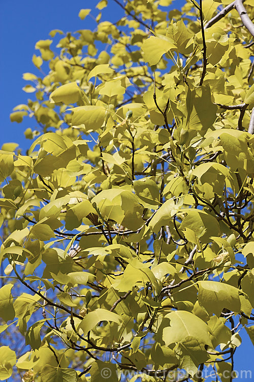 The young spring foliage, not fully expanded, of the GlenGold Tulip Tree (<i>Liriodendron tulipifera 'GlenGold'), a soft yellow-leafed cultivar of a 25 x 50m tall deciduous tree native to eastern North American It is a relative of the magnolia and is known as the tulip tree for its cup-shaped flowers. The leaves have 2 x 4 angulate lobes and those of 'GlenGold' are quite large. Order: Magnoliales, Family: Magnoliaceae