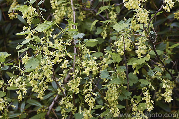 Wild Blackcurrant orAmerican. Blackcurrant (<i>Ribes americanum</i>), a spring-flowering deciduous shrub native to the northern United States. It grows 90-120cm tall and the pale yellow flowers are followed by clusters of smooth green-fleshed black fruits that are edible. In cultivation it is usually grown as an ornamental plant, not a crop