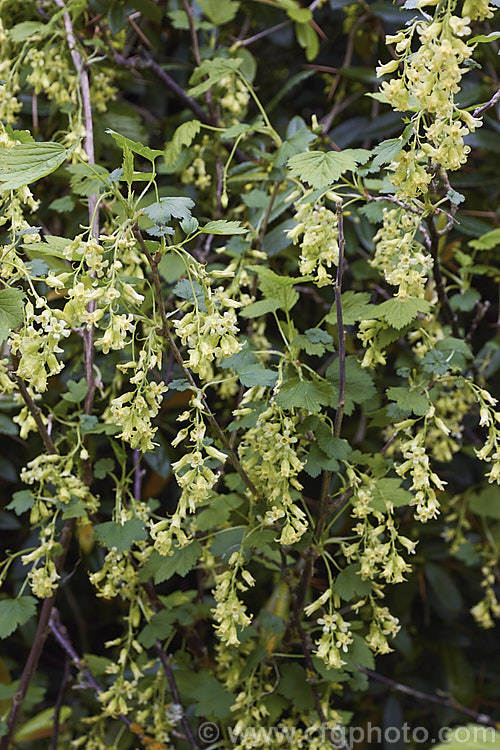 Wild Blackcurrant orAmerican. Blackcurrant (<i>Ribes americanum</i>), a spring-flowering deciduous shrub native to the northern United States. It grows 90-120cm tall and the pale yellow flowers are followed by clusters of smooth green-fleshed black fruits that are edible. In cultivation it is usually grown as an ornamental plant, not a crop
