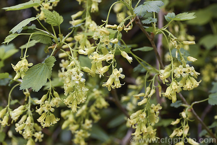 Wild Blackcurrant orAmerican. Blackcurrant (<i>Ribes americanum</i>), a spring-flowering deciduous shrub native to the northern United States. It grows 90-120cm tall and the pale yellow flowers are followed by clusters of smooth green-fleshed black fruits that are edible. In cultivation it is usually grown as an ornamental plant, not a crop