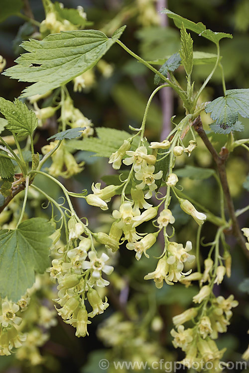 Wild Blackcurrant orAmerican. Blackcurrant (<i>Ribes americanum</i>), a spring-flowering deciduous shrub native to the northern United States. It grows 90-120cm tall and the pale yellow flowers are followed by clusters of smooth green-fleshed black fruits that are edible. In cultivation it is usually grown as an ornamental plant, not a crop