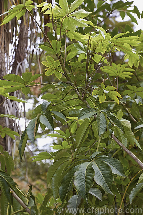 Pate or Patete (<i>Schefflera digitata</i>), an evergreen shrub or small tree up to 8m tall It occurs in forest areas of all the main islands of New Zealand, preferring a near-frost-free climate. Its sprays of small green flowers are followed by purple-pink-tinted fruits. schefflera-2489htm'>Schefflera. Order: Apiales, Family: Araliaceae