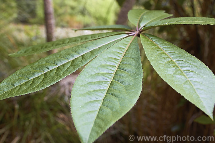 Pate or Patete (<i>Schefflera digitata</i>), an evergreen shrub or small tree up to 8m tall It occurs in forest areas of all the main islands of New Zealand, preferring a near-frost-free climate. Its sprays of small green flowers are followed by purple-pink-tinted fruits. schefflera-2489htm'>Schefflera. Order: Apiales, Family: Araliaceae
