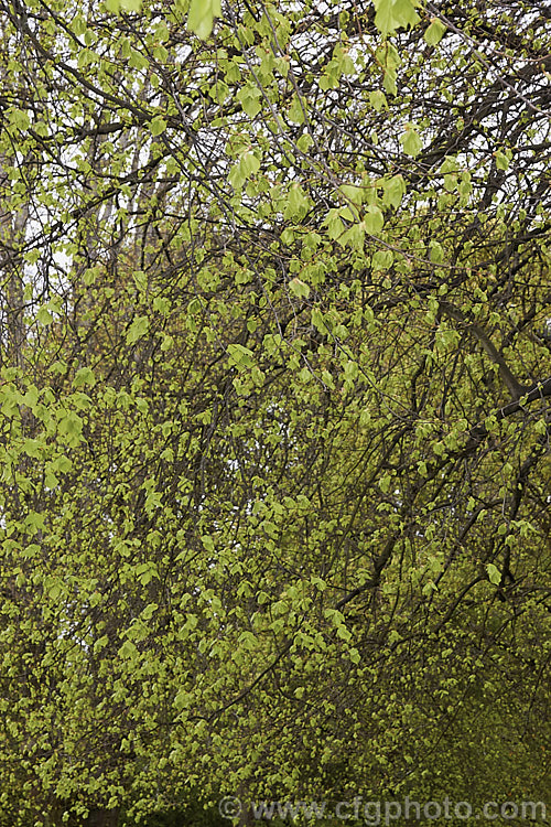 The young spring foliage of the Common Lime, European Lime or Linden (<i>Tilia x vulgaris [Tilia cordata x Tilia platyphyllos]), this 25-40m tall deciduous tree is most likely a hybrid, probably natural, of two Eurasian species. Frequently used as an avenue tree, it was formerly known as Tilia x europaea. Order: Malvales, Family: Malvaceae
