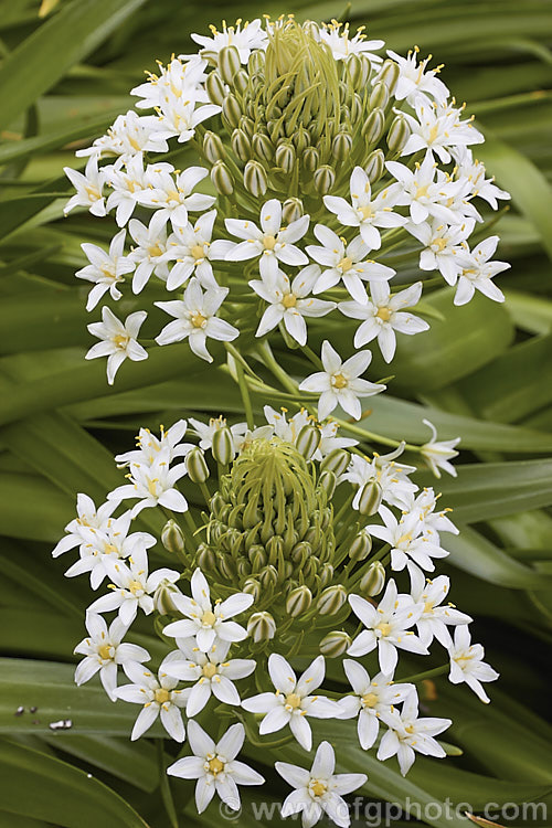 Scilla peruviana 'Alba', a white flowered cultivar of a vigorous, normally blue-flowered bulbous plant from south-west. Europe and West Africa. The strappy foliage is lax and tends to lay on the ground. Flower heads contain up to 100 blooms. scilla-2491htm'>Scilla.