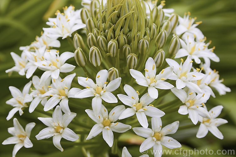 Scilla peruviana 'Alba', a white flowered cultivar of a vigorous, normally blue-flowered bulbous plant from south-west. Europe and West Africa. The strappy foliage is lax and tends to lay on the ground. Flower heads contain up to 100 blooms. scilla-2491htm'>Scilla.