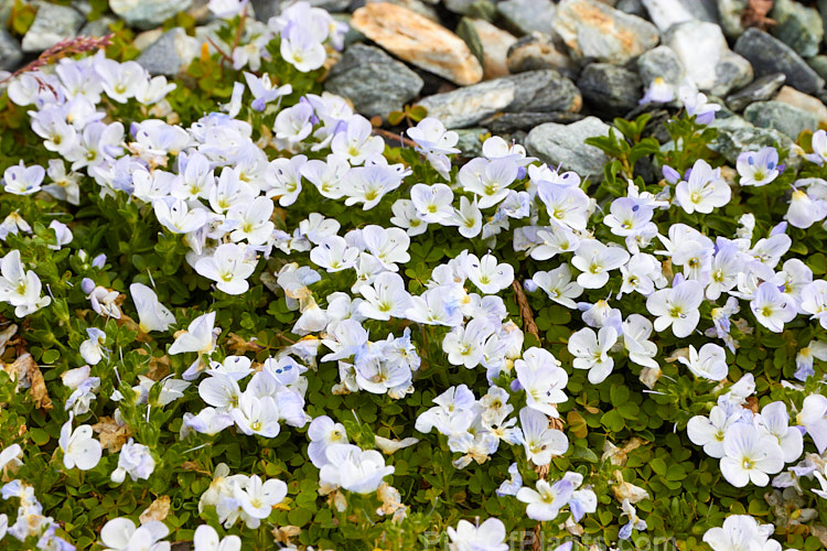 <i>Veronica repens</i>, a tiny, prostrate, spreading, evergreen, spring-flowering perennial native to Spain and Corsica. The flower colour ranges from very pale blue to pink or white. It is widely cultivated as a rockery plant. Order: Lamiales, Family: Plantaginaceae