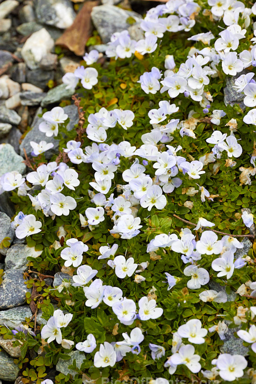 <i>Veronica repens</i>, a tiny, prostrate, spreading, evergreen, spring-flowering perennial native to Spain and Corsica. The flower colour ranges from very pale blue to pink or white. It is widely cultivated as a rockery plant. Order: Lamiales, Family: Plantaginaceae
