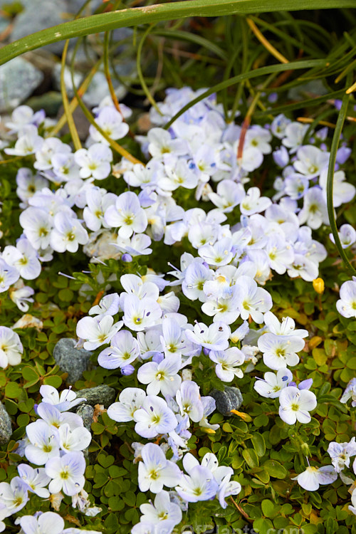 <i>Veronica repens</i>, a tiny, prostrate, spreading, evergreen, spring-flowering perennial native to Spain and Corsica. The flower colour ranges from very pale blue to pink or white. It is widely cultivated as a rockery plant. Order: Lamiales, Family: Plantaginaceae