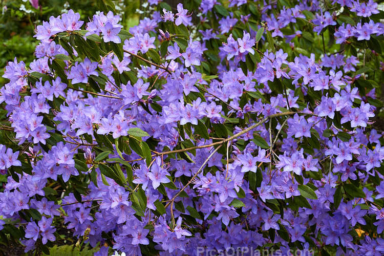 <i>Rhododendron augustinii</i>, a medium-sized shrub or small tree native to southern China and Tibet. It occurs in a wide range of plant sizes and flower colour shades. It was widely used in early hybrids to introduce blue tones. Order: Ericales, Family: Ericaceae