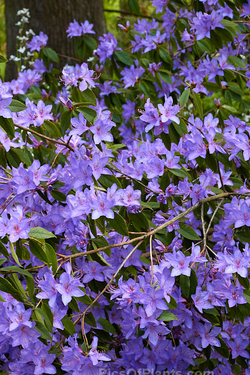 <i>Rhododendron augustinii</i>, a medium-sized shrub or small tree native to southern China and Tibet. It occurs in a wide range of plant sizes and flower colour shades. It was widely used in early hybrids to introduce blue tones. Order: Ericales, Family: Ericaceae