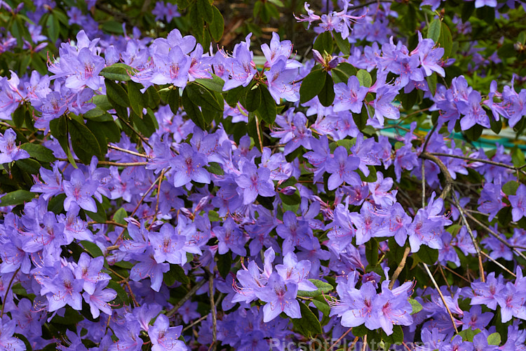 <i>Rhododendron augustinii</i>, a medium-sized shrub or small tree native to southern China and Tibet. It occurs in a wide range of plant sizes and flower colour shades. It was widely used in early hybrids to introduce blue tones. Order: Ericales, Family: Ericaceae
