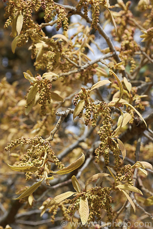 Young spring foliage and flower buds of the Himalayan White Oak (<i>Quercus leucotrichophora</i>), a 10-24m high evergreen tree native to the Himalayan region. Although classified as evergreen, this species often drops most of its old foliage as the new leaves develop. Order: Fagales, Family: Fagaceae